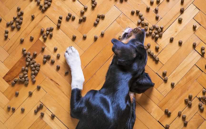cardiomiopatía dilatada en perros y dieta con cereales