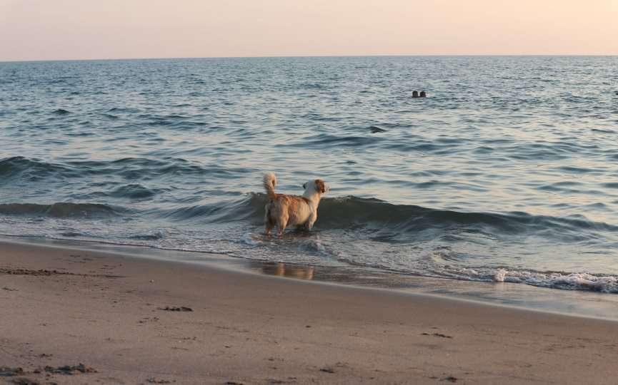 perro en agua del mar