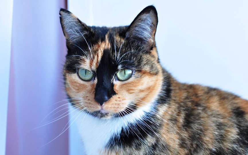 imagen de un gato tricolor