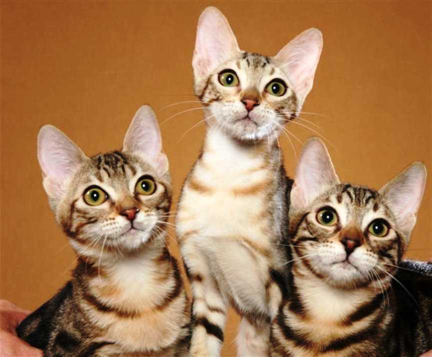 imagen de 3 gatos Sokoke