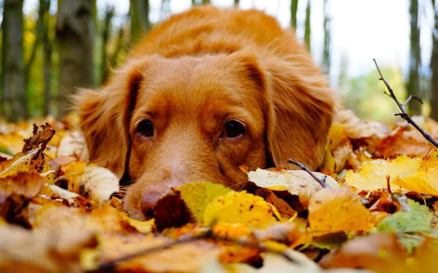 cuidar de un perro en otoño