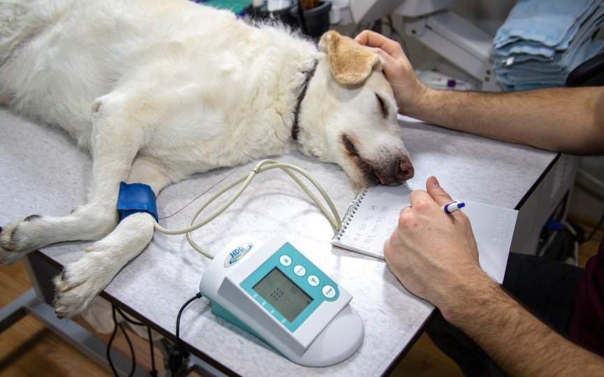 anestesia en perro