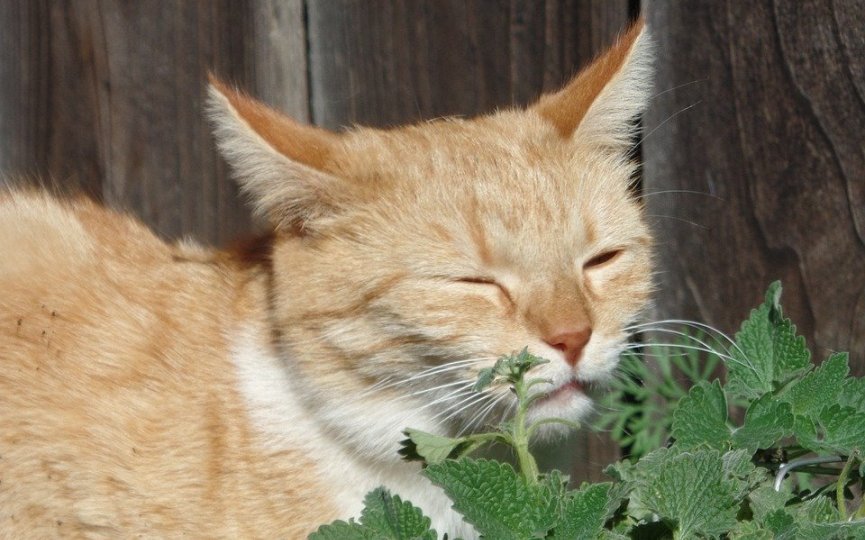 hierba gatera efectos en gatos
