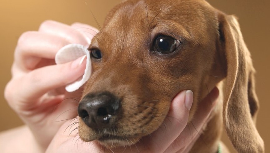 Perros con síndrome de ojo seco