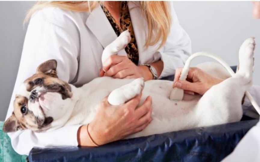 tratamiento de la prostatitis en perros