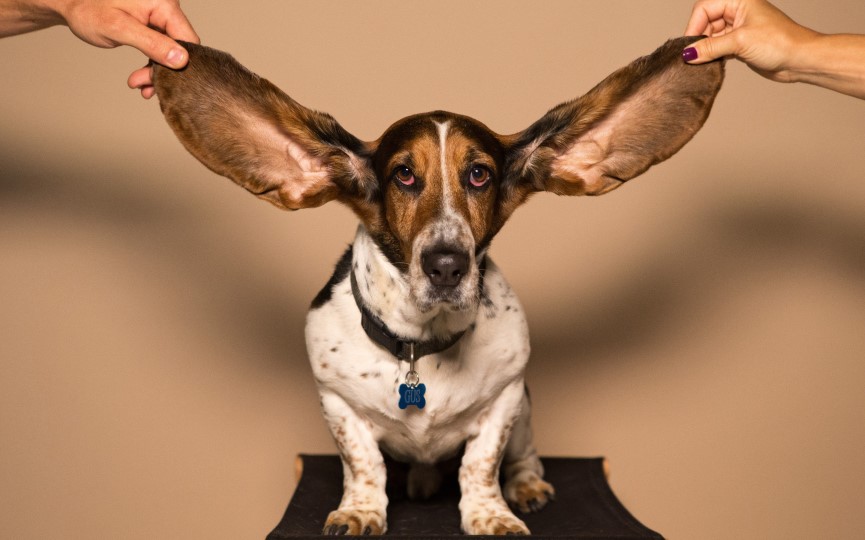 infección de oído en perros