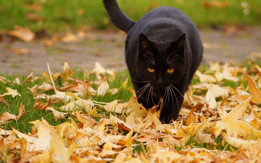enfermedades de un gato en otoño