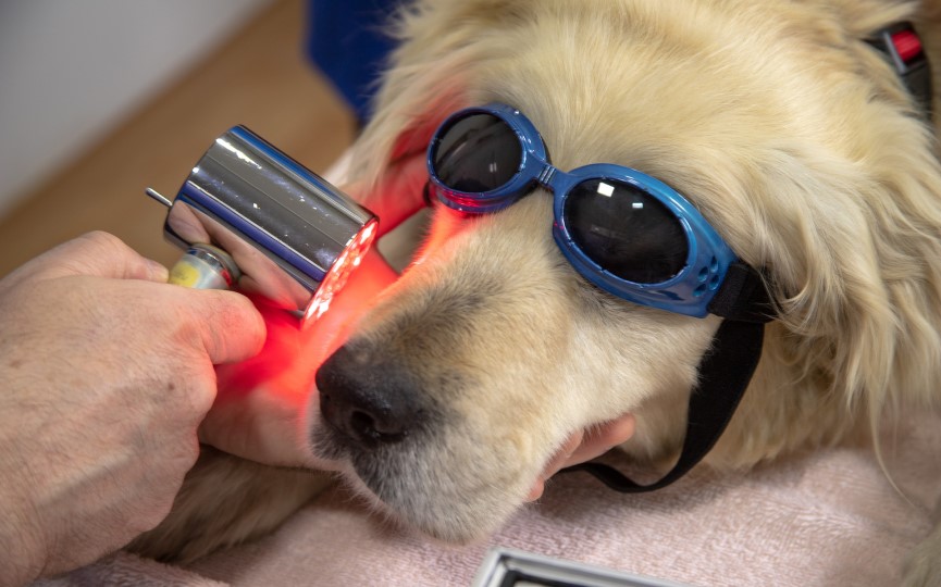 terapia láser para perros