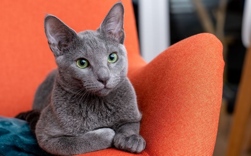 gato azul ruso