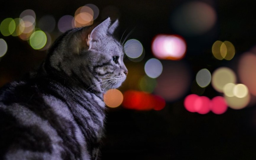 hiperactividad nocturna en gatos