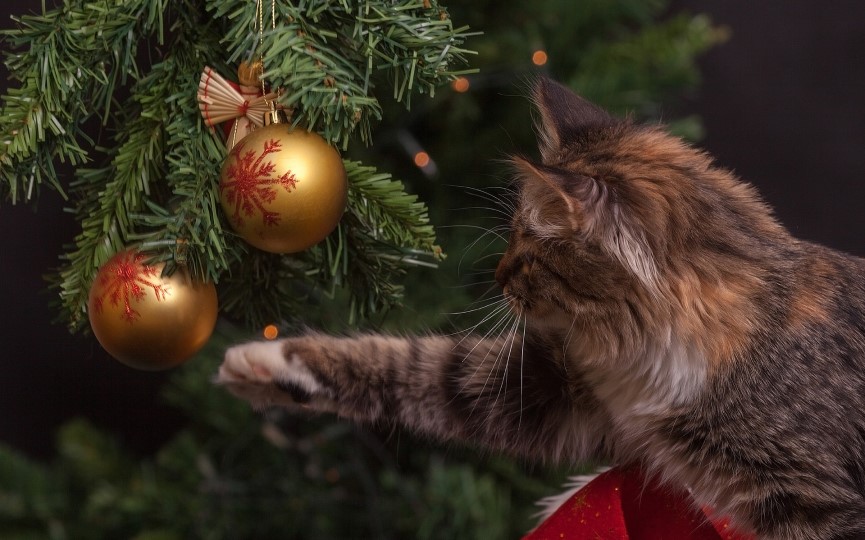 Plantas y decoración navideña gatos