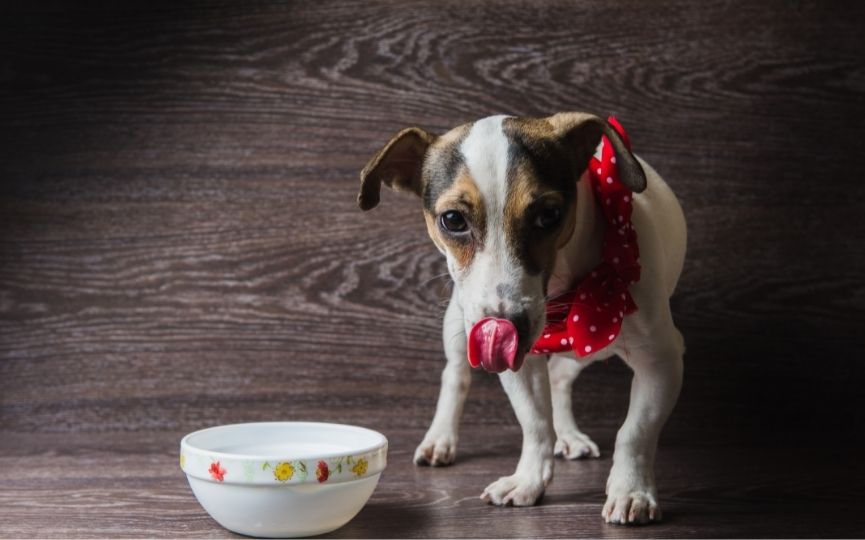 ácidos grasos esenciales en perros