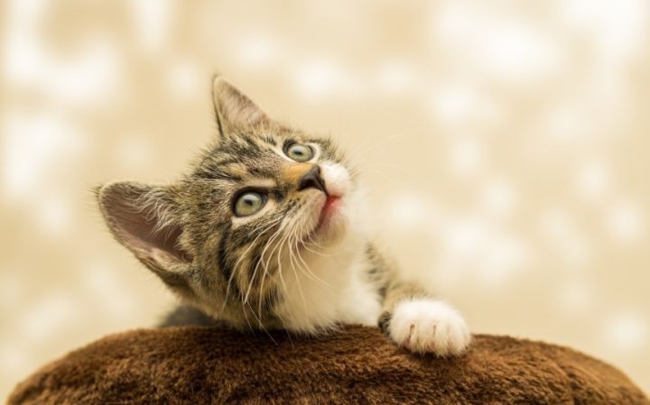 Educar a un gato - Trucos y consejos | Mascota Salud