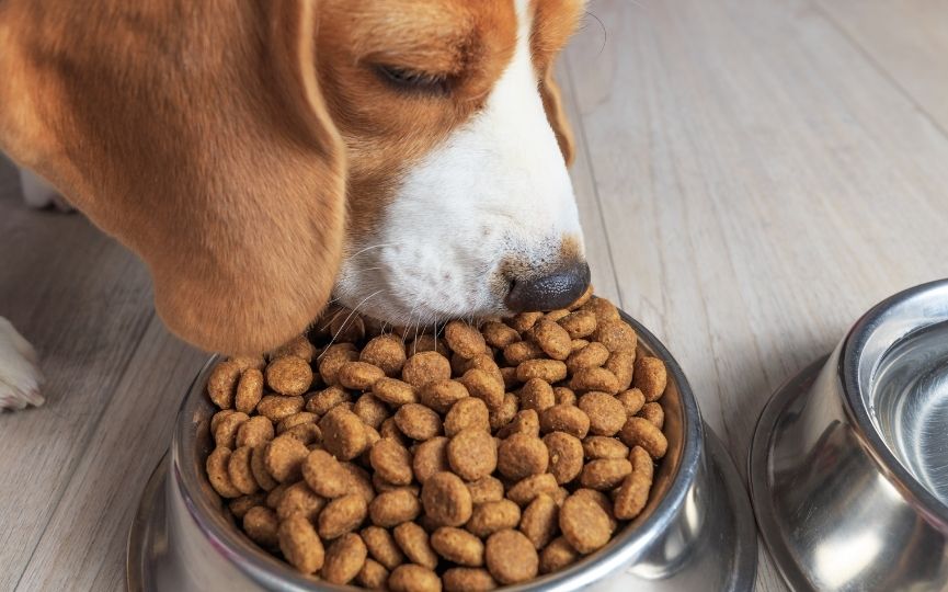 trastorno alimenticio de un perro