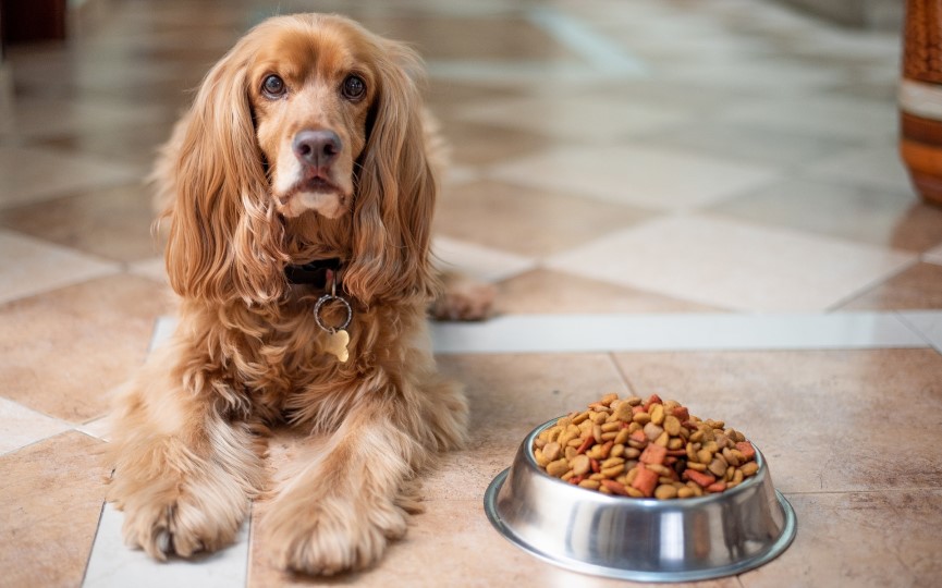 trastorno alimenticio en perros