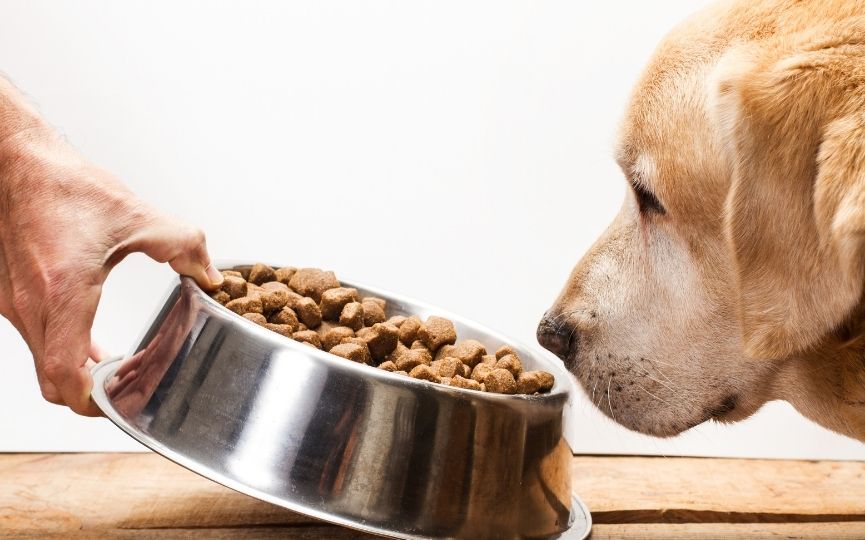 trastornos de comida en perros