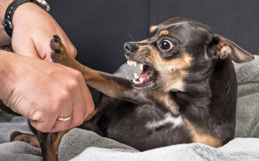 agresividad en perros por problemas de salud