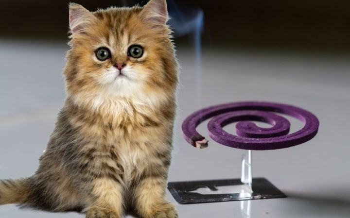 Repelentes para gatos, ¿cuándo es recomendable usarlos?