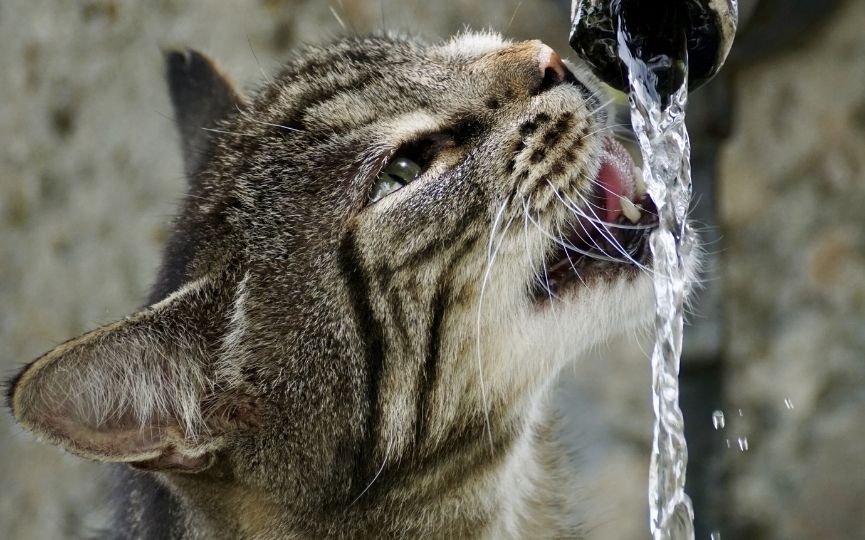 agua para gatos