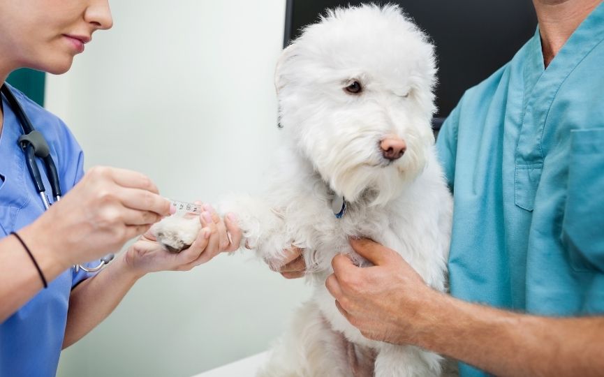 cómo se hace una transfusión de sangre en perros