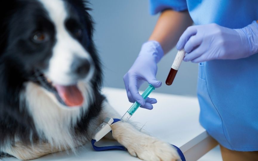 fórmula para transfusión sanguínea en perros y gatos