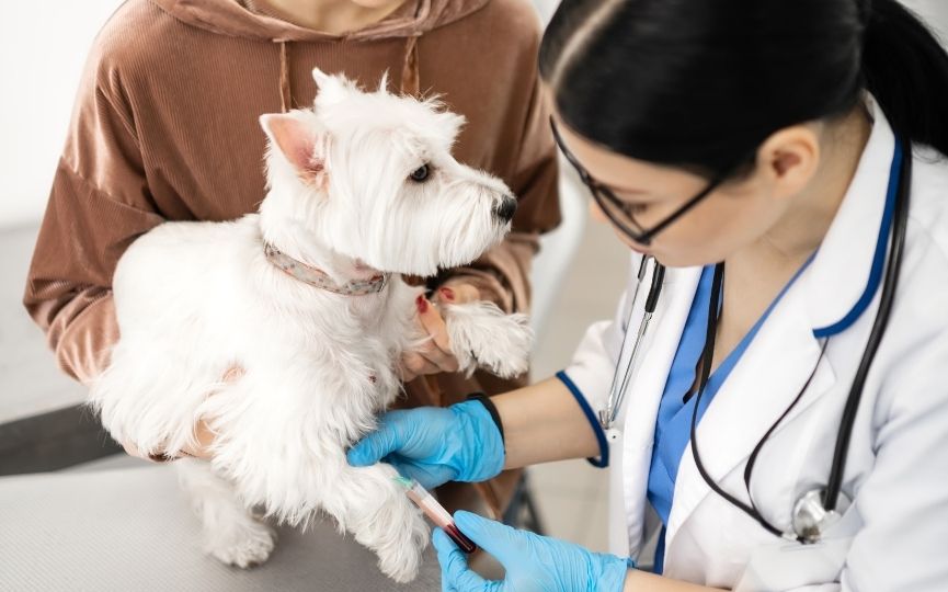 Transfusión de sangre en perro entera