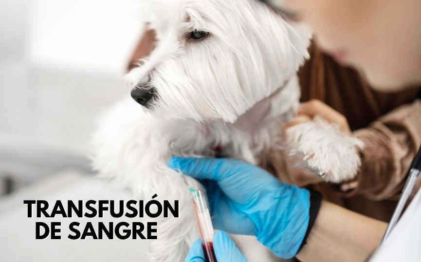 transfusión de sangre en perros y gatos