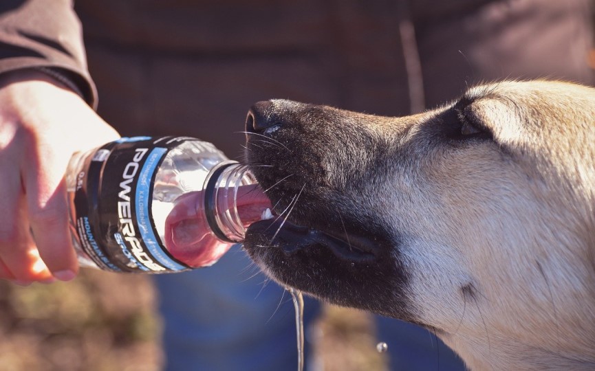perro bebe agua