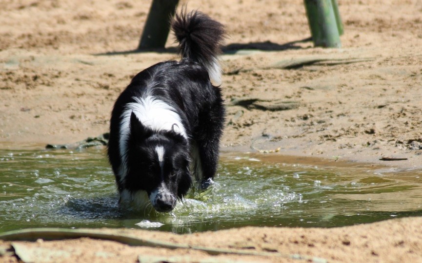 perro bebe agua del charco
