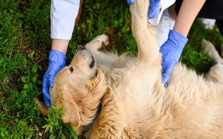 primeros auxilios en perros