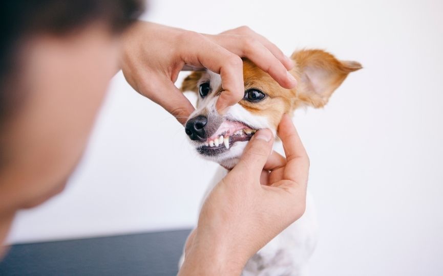 salen dientes de un perro