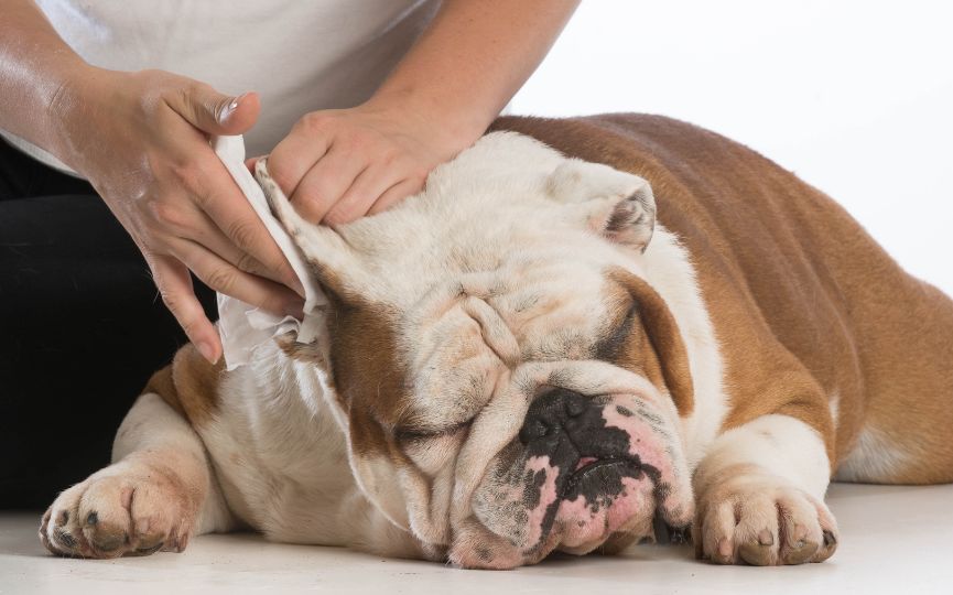curar otohematoma en perros