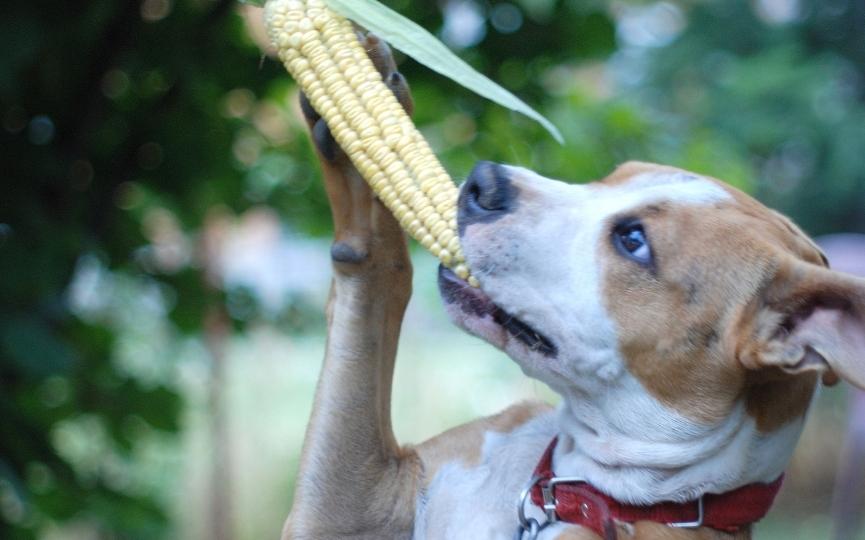 mazorcas de maíz, peligro en barbacoas para perros