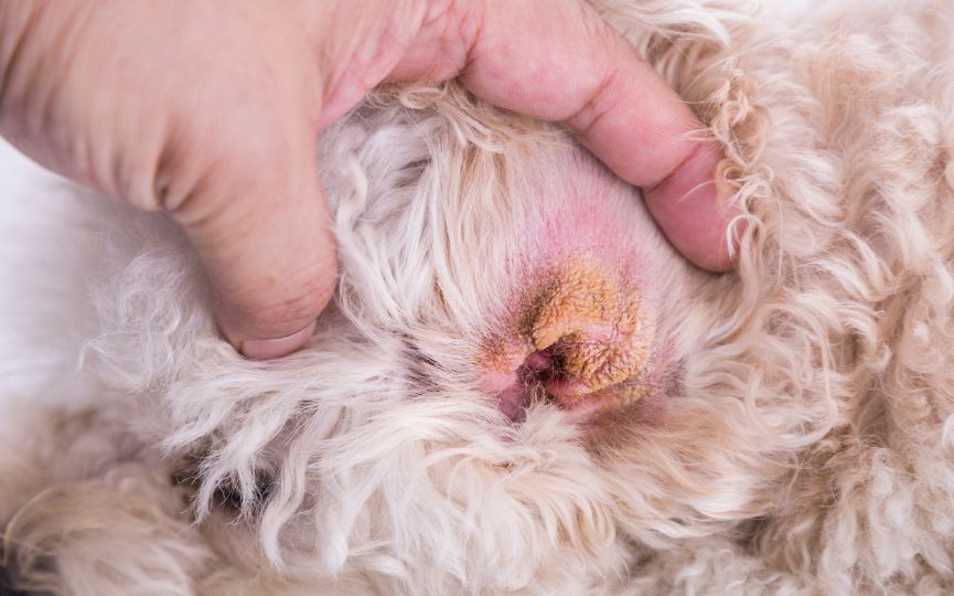 Otohematoma en perros, mi mascota tiene la oreja hinchada | y Salud