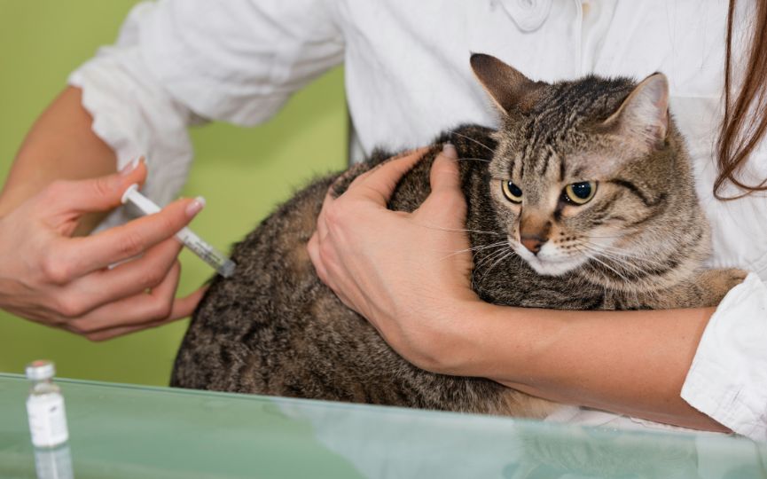 vacunar a un gato