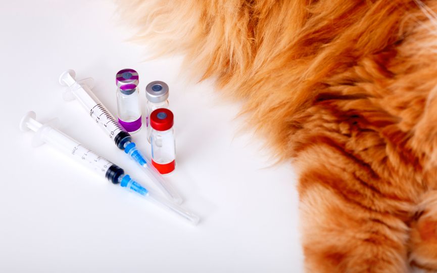 vacunas para felinos