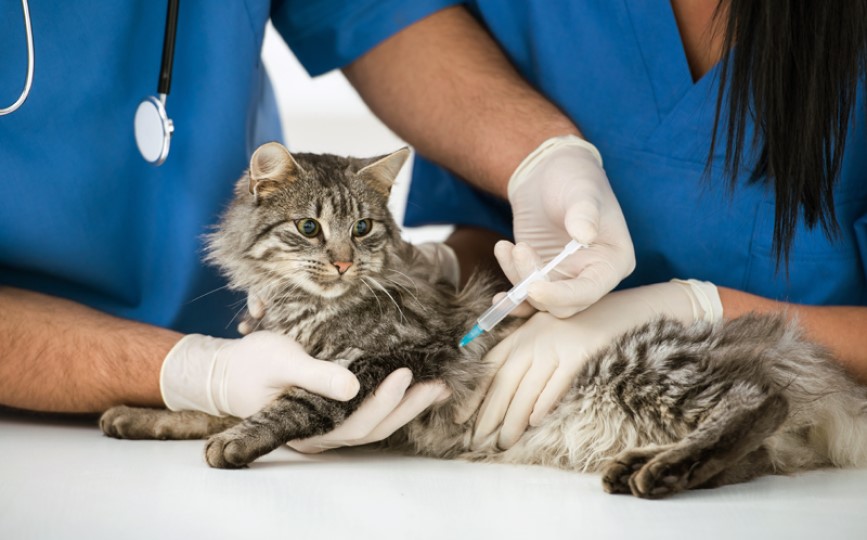 vacunas y desparasitaciones en gatos