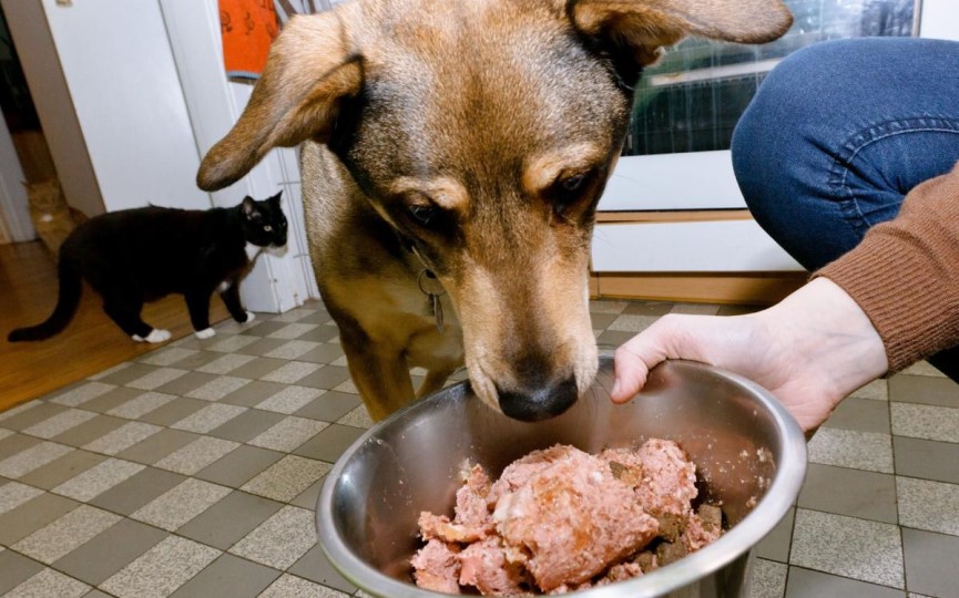 alimentos crudos o piensos para perros