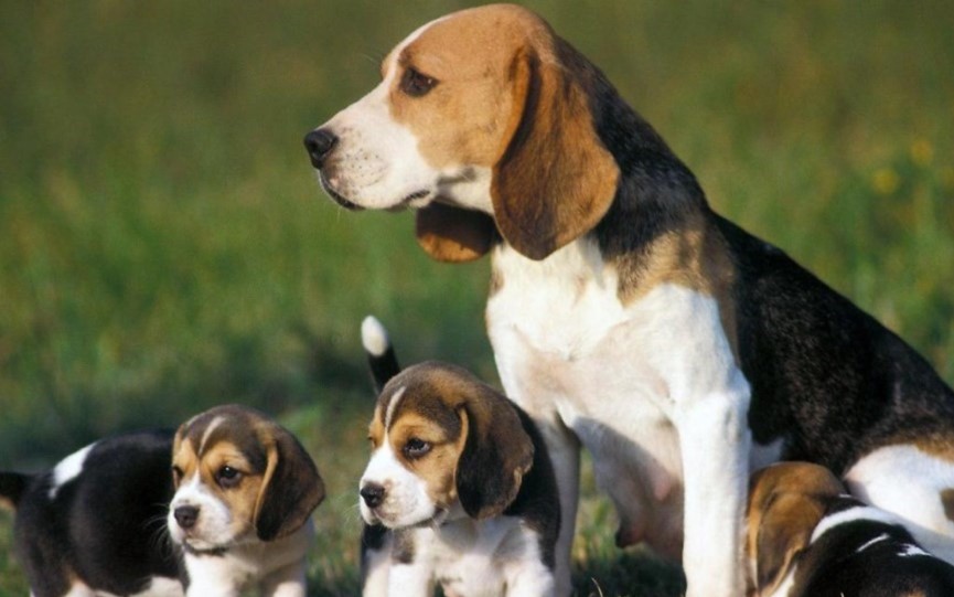 cachorros Beagle rescatados