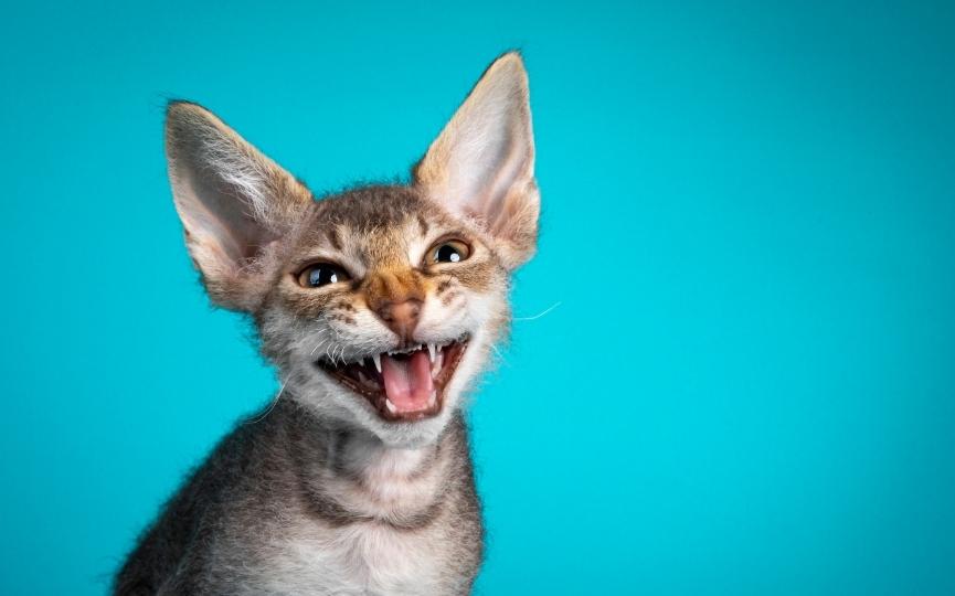 imagen de un gato Dalles LaPerm maullando
