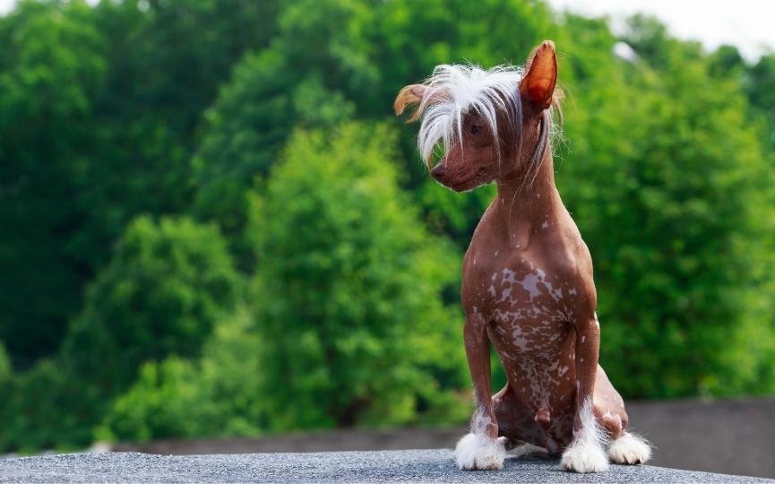 crestado chino, una de las razas de perros sin pelo