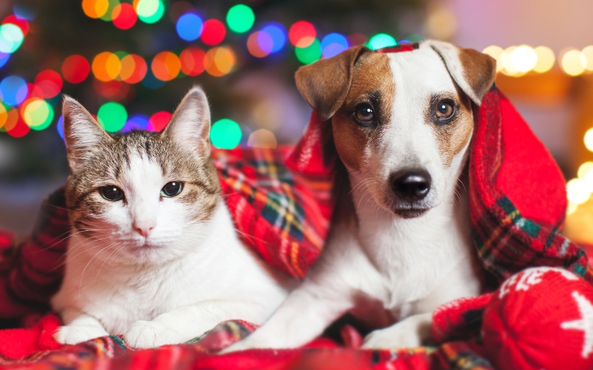 Navidad: Cómo evitar que altere la salud de tu mascota