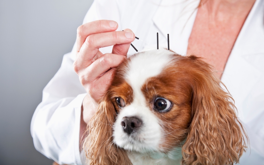 acupuntura en perros