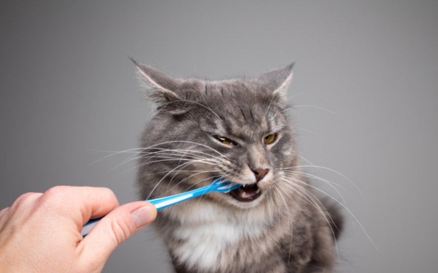 tratar la periodontitis en un gato