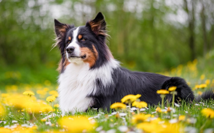 How to protect my pet in spring