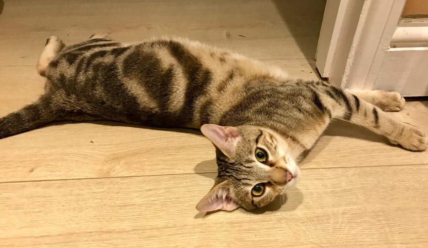 Medidas y tamaño del gato Sokoke