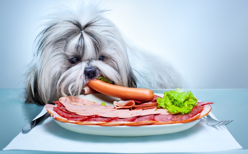 colesterol excesivo en perros