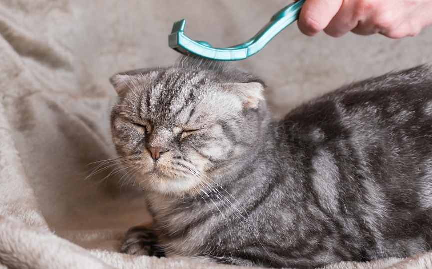 cuidar el pelo de un gato