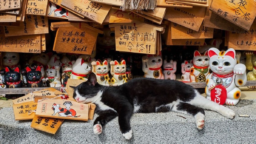 Por qué son tan rentables los gatos en Japón
