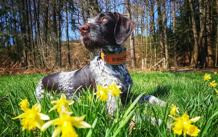 alergia primaveral en perros